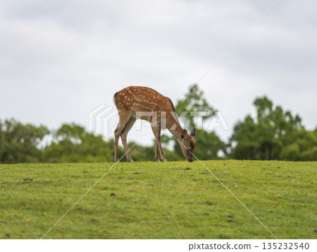 奈良公園飛火野花園裡的鹿在吃草 奈良公園飛火野花園裡的鹿在吃草 135232540