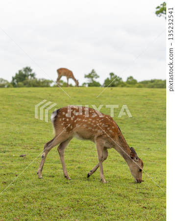 奈良公園飛火野花園裡的鹿在吃草 135232541