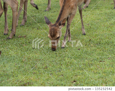 Deer eating grass in Tobihino Garden, Nara Park Deer eating grass in Tobihino Garden, Nara Park 135232542