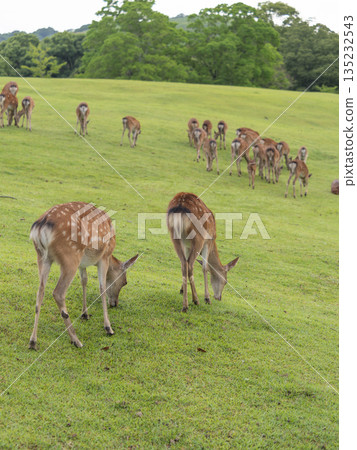 奈良公園飛火野花園裡的鹿在吃草 奈良公園飛火野花園裡的鹿在吃草 135232543