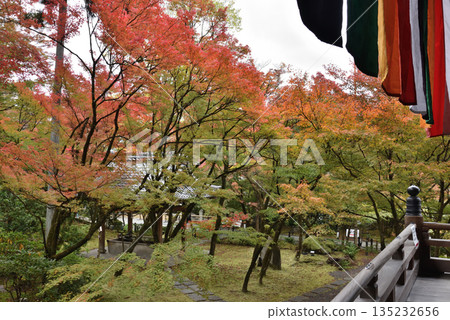 永續禪林寺的秋景:從禦榮堂眺望楓樹(京都市左京區) 永續禪林寺的秋景:從禦榮堂眺望楓樹(京都市左京區) 135232656
