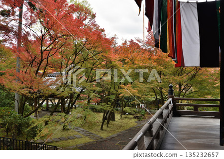 永續禪林寺的秋景:從禦榮堂眺望楓樹(京都市左京區) 永續禪林寺的秋景:從禦榮堂眺望楓樹(京都市左京區) 135232657