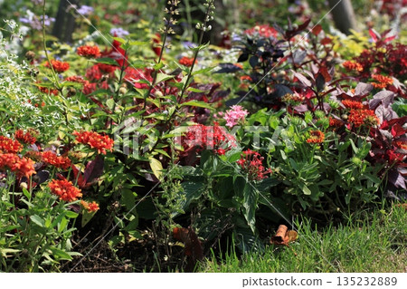 紅色丹參花 紅色丹參花 135232889