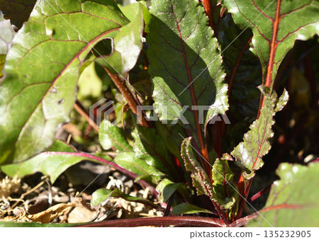 Beetroot plant growing in garden. 135232905