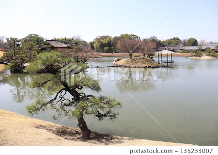 岡山後樂園梅花季（岡山縣） 135233007