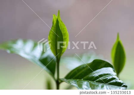 咖啡樹的嫩葉開始生長 135233013