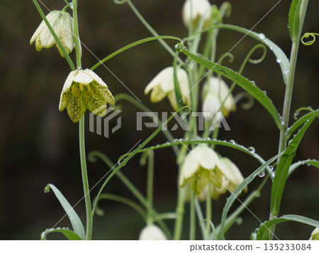 羊肚菌（Fritillaria）上的晨露 135233084