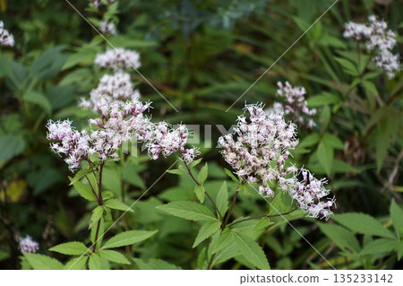 Pale pink-purple flowers of Eupatorium japonicum blooming in a field in late autumn in November Pale pink-purple flowers of Eupatorium japonicum blooming in a field in late autumn in November 135233142