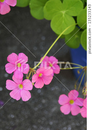 Autumn September pink wood sorrel flowers and green leaves Autumn September pink wood sorrel flowers and green leaves 135233143