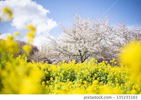 油菜花、櫻花和藍天 油菜花、櫻花和藍天 135233165