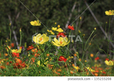 黃色波斯菊 黃色波斯菊 135233208