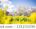油菜花、櫻花和藍天 135233290