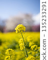閃耀在春天藍天的油菜花 135233291