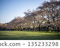 櫻花盛開，藍天碧草，構成了一幅美麗的風景。 135233298
