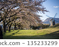 有櫻花的公園 135233299
