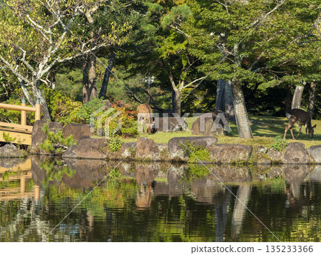 奈良公園水邊鹿 奈良公園水邊鹿 135233366