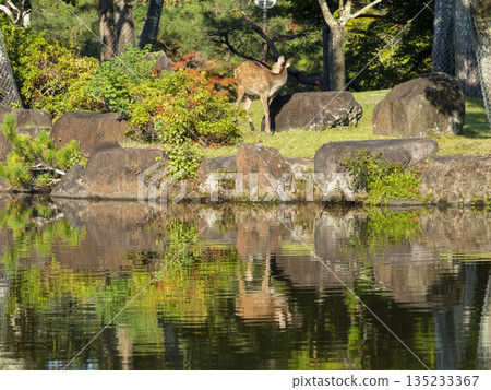 奈良公園水邊鹿 135233367