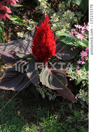 一隻鳳蝶正在雞冠花上吸食花蜜 一隻鳳蝶正在雞冠花上吸食花蜜 135233376