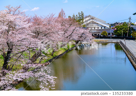 Cherry blossoms on the outer moat of the Soma Nakamura Castle ruins in Fukushima Cherry blossoms on the outer moat of the Soma Nakamura Castle ruins in Fukushima 135233380