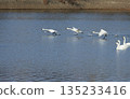 天鵝從湖中起飛 135233416