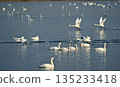 天鵝從湖中起飛 135233418