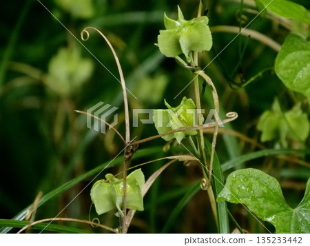 羊肚菌（Fritillaria）果實 135233442
