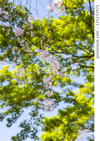 翠綠的植物，湛藍的天空，中間點綴著盛開的櫻花。 135233472