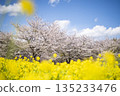 櫻花和油菜花在藍天的映襯下盛開 135233476
