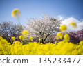 藍天、油菜花、櫻花的風景 135233477
