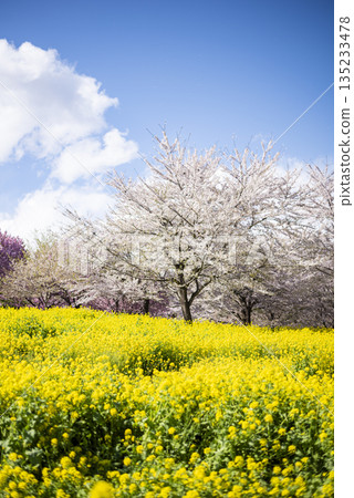 櫻花和油菜花在藍天的映襯下盛開 135233478