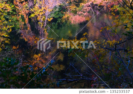 Autumn in Moomin Valley 135233537