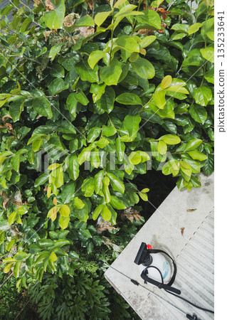 葉子 葉 樹葉 135233641