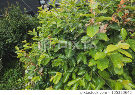 foliage, leaf, leaves 135233643