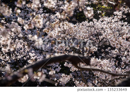 Somei Yoshino cherry blossoms in full bloom 135233649