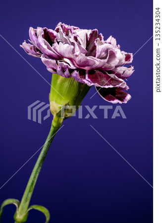 Purple Carnation Flower With Water Drops On Dark Blue Background 135234304