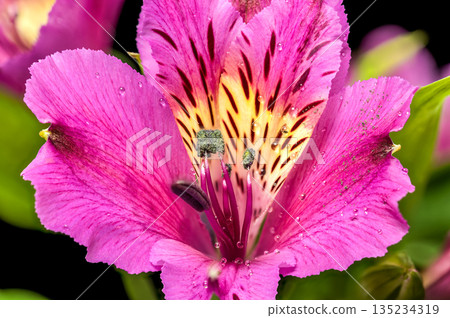 Beautiful Pink Alstroemeria Peruvian Lily Flowers On Black Background Beautiful Pink Alstroemeria Peruvian Lily Flowers On Black Background 135234319