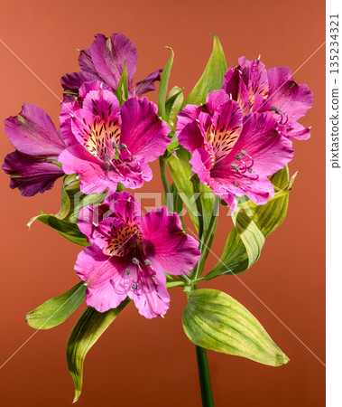 Pink Alstroemeria Peruvian Lily Flowers On Brown Background Pink Alstroemeria Peruvian Lily Flowers On Brown Background 135234321