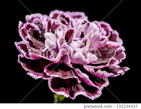 Purple Carnation Flower With Water Drops On Black Background 135234327