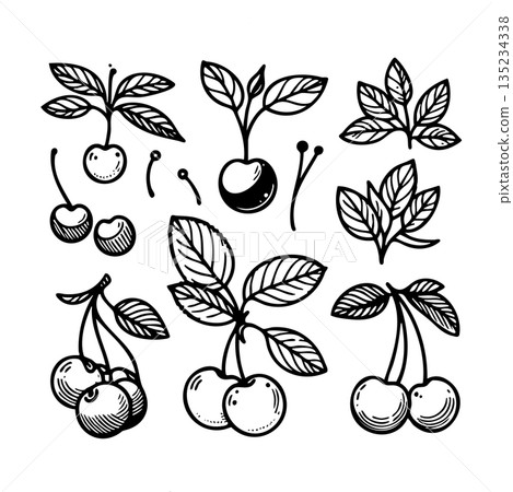 A set of cherries and leaves are drawn in black and white 135234338