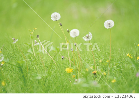 Fluffy watashime 135234365