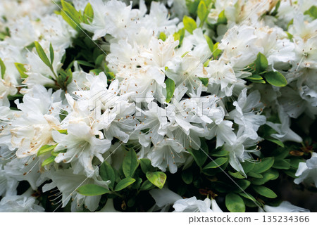 White azalea 135234366