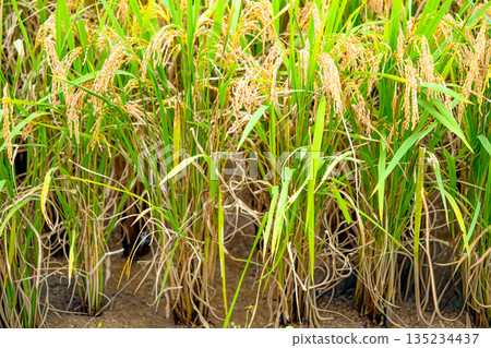 Rice. A large area of rice seedlings growing in the fields of Korea. Rice. A large area of rice seedlings growing in the fields of Korea. 135234437