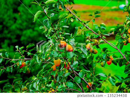 Persimmon tree with Ripe orange persimmons fruit in autumn garden in Korea Persimmon tree with Ripe orange persimmons fruit in autumn garden in Korea 135234438