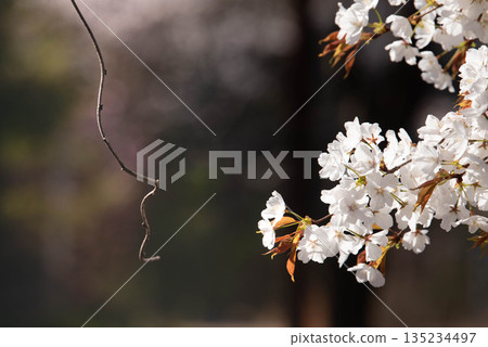 野生櫻花和藤蔓 135234497