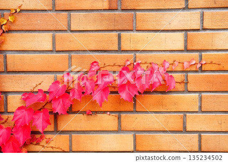 Autumn ivy adds color to a red brick wall Autumn ivy adds color to a red brick wall 135234502