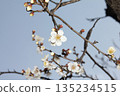 發光在藍天的Mei花 135234515