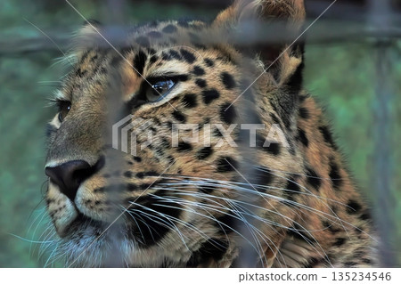 Amur leopard Amur leopard 135234546