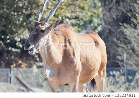Eland Eland 135234611