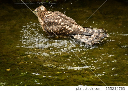 Northern goshawk chick bathing 135234763