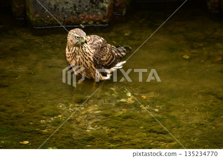Northern goshawk chick bathing Northern goshawk chick bathing 135234770